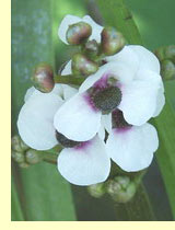 Стрелолист стрелолистный (Sagittaria sagittifolia L.) Стрелолист стрелолистный (Sagittaria sagittifolia L.)